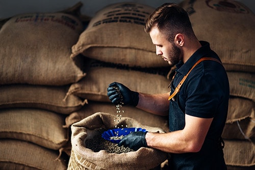 young man inspecting the quality of the coffee beans