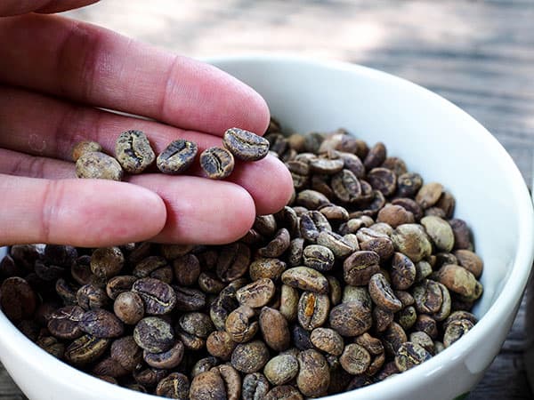 holding low quality coffee beans