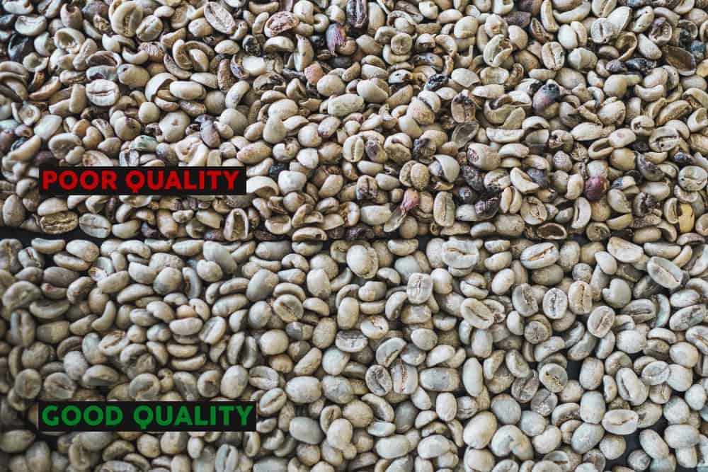 Good and Bad Coffee Quality Comparison